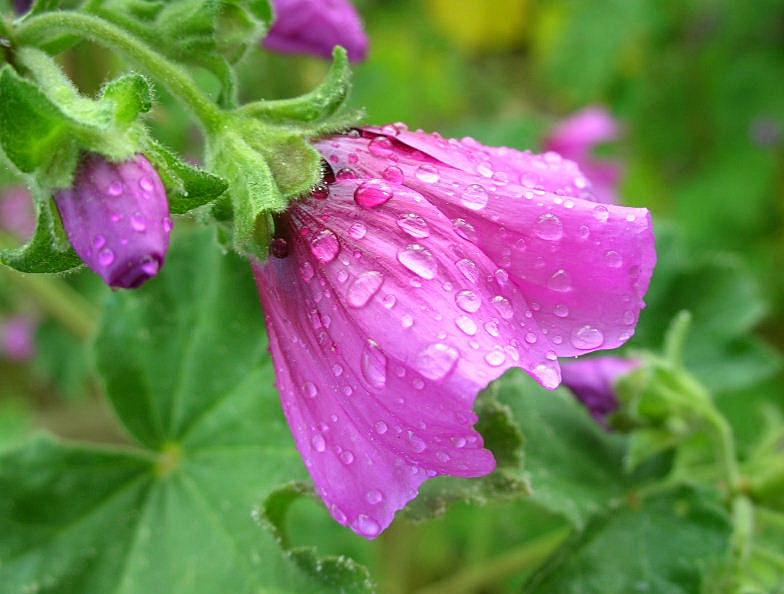 Malva arborea / Malvone maggiore